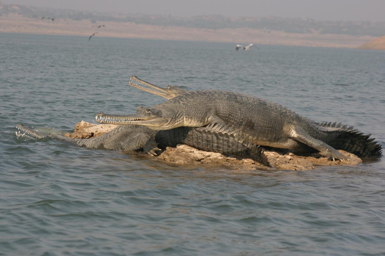 Mela Kothi - The Chambal Safari Lodge Bah Bagian luar foto